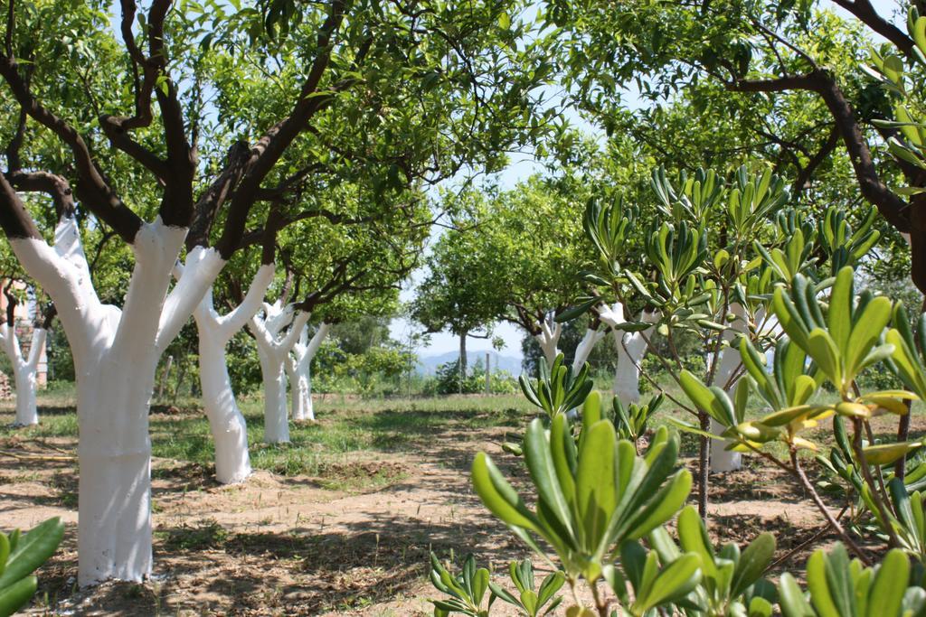 Azienda Agrituristica Biologica Il Querceto Santa Severina Exterior photo